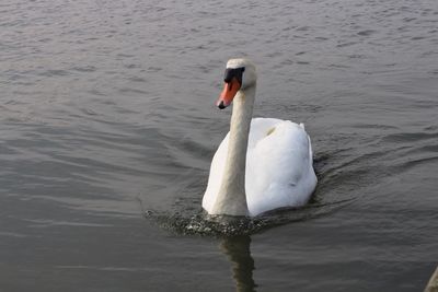 Swan swimming on lake