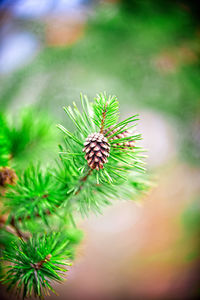 Close-up of pine cone on tree