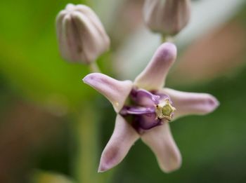 Close-up of pink flower