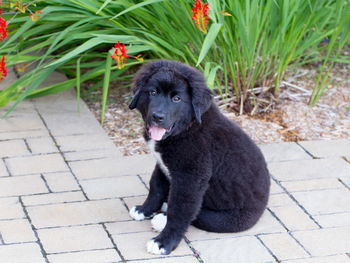 Adorable 12-week old black and white labernese puppy sitting on paved area