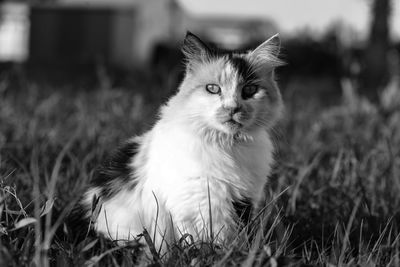 Portrait of cat sitting on grass