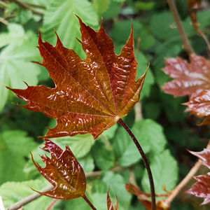 Close-up of raindrops on maple leaves