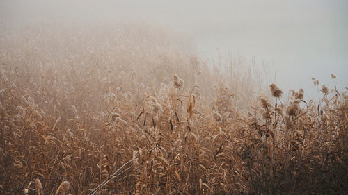 Plants growing on field against sky