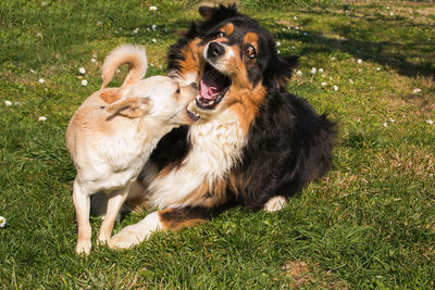 Crazy animals two dogs fighting in the garden