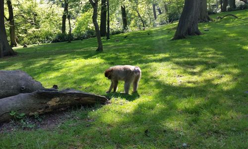Dog on field