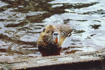 Portrait of duck swimming in lake