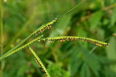 Close-up of wet plant