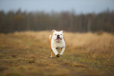 Dog running on field