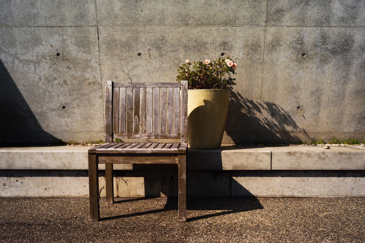 sunlight, shadow, plant, no people, day, nature, outdoors, close-up