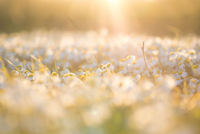 Close-up of white flowering plants on field