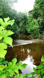 Scenic view of lake in forest