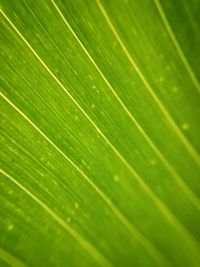 Full frame shot of leaf