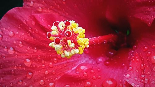 Macro shot of water drops on red rose