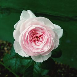 Close-up of pink rose