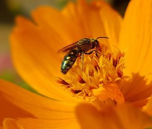 Close-up of bee on yellow flower