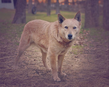 Portrait of dog