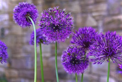 Close-up of purple flowering plant