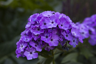 Close-up of purple flowering plant