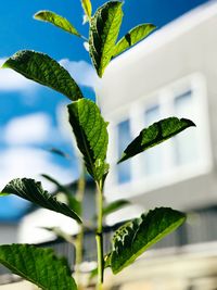 Close-up of leaves on plant