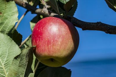 Close-up of apple on tree