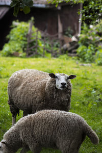 Sheep on grass