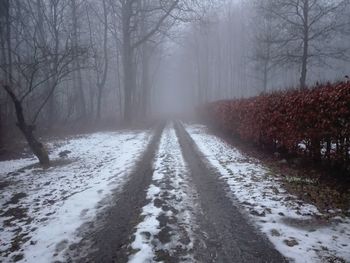Road amidst trees in forest during winter