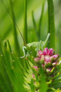 Close-up of pink flowering plant