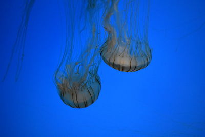 Two jellyfish swimming