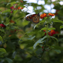 Butterfly pollinating on flower