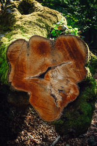 Close-up of tree trunk in forest