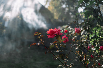 Close-up of pink flowering plant against blurred background