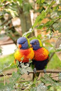 Two birds perching on branch