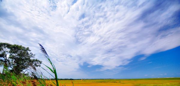 Scenic view of agricultural field against sky