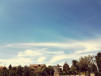 Low angle view of trees against blue sky