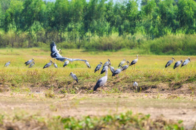 Flock of birds on field