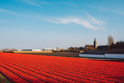 Red flowers on field against sky