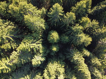 Full frame shot of pine tree