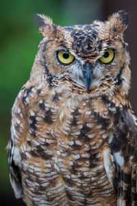 Close-up portrait of owl