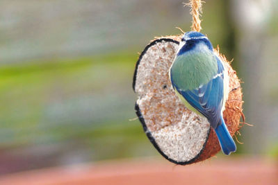 Blue tit feeding in garden