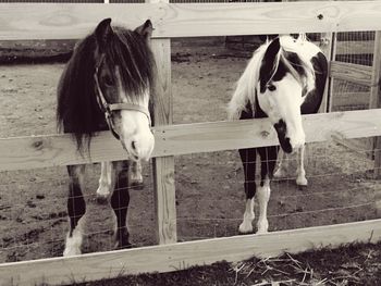 Horse standing in stable
