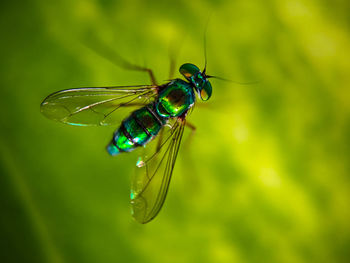 Asian long legged fly ,shot on mobile