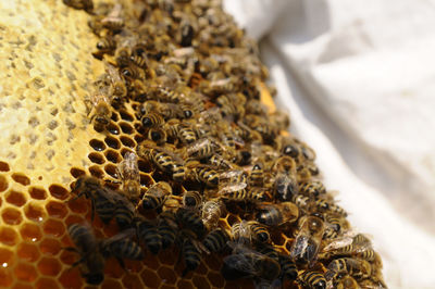 Bee keeper showing honey comb with honey bees in his garden