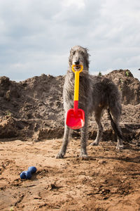 Scottish deerhound dog holding plastic shovel at beach