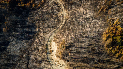 Full frame shot of tree trunk