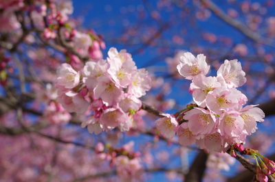 Low angle view of cherry blossom