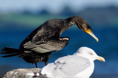 Close-up of seagull and cormorant perching outdoors