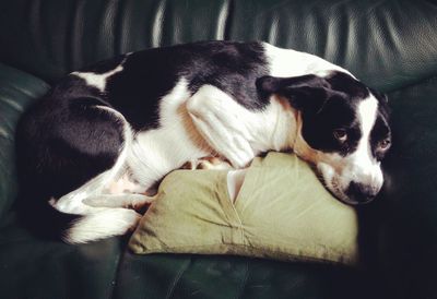 Close-up of dog sleeping on sofa at home