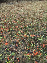 Autumn leaves on field