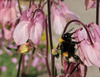 Close-up of bee pollinating on pink flower