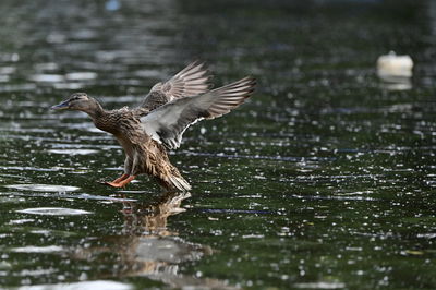 Duck swimming in lake